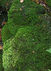  [photo, Moss, Thurmont, Maryland]