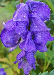  [photo, Monkshood <i>(Aconitum L.),</i> Ladew Topiary Gardens, Monkton, Maryland]