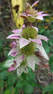  [photo, Wildflower, Kinder Farm Park, Millersville, Maryland]