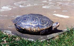 [photo, Diamondback Terrapin (side view), Annapolis, Maryland]