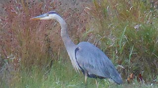 [photo, Great Blue Heron (Ardea herodias), New Germany State Park, Grantsville, Maryland]