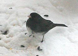 [photo, Dark-eyed Junco (Junco hyemalis), Baltimore, Maryland]