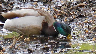 [photo, Mallard (male) (Anas platyrhynchos), Annapolis, Maryland]