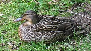 [photo, Female Mallard (Anas platyrhynchos), Glen Burnie, Maryland]