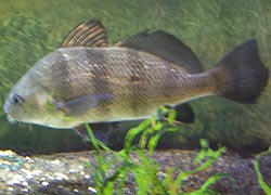 [photo, Black Drum, Visitors Center, Assateague Island National Park Seashore (Worcester County), Maryland]