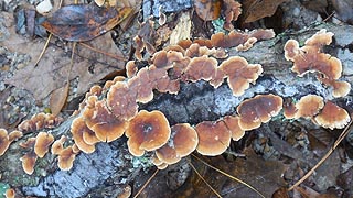 [photo, Bracket or Shelf Fungi, Lake Waterford Park, Pasadena, Maryland]