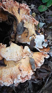 [photo, Bracket or Shelf Fungi, Lake Waterford Park, Pasadena, Maryland]