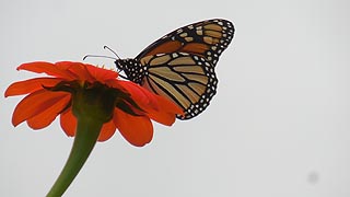 [photo, Monarch butterfly (Danaus plexippus) on Mexican sunflower, Kinder Farm Park, Millersville, Maryland]