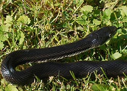 [photo, Eastern Ratsnake (Pantherosphis alleghaniensis), Glen Burnie, Maryland]