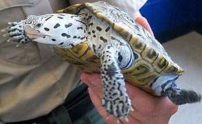 [photo, Northern Diamondback Terrapin (Malaclemys t. terrapin), Dept. of Natural Resources exhibit, Maryland State Fair, Timonium, Maryland]