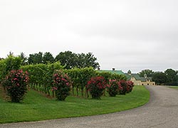 [photo, Boordy Vineyards, Long Green Pike, Hydes, Baltimore County, Maryland]