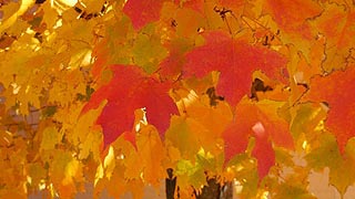 [photo, Autumn leaves, Boonsboro, Maryland]