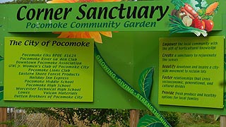  [photo, Corner Sanctuary: Pocomoke Community Garden, Willow St., Pocomoke City, Maryland]