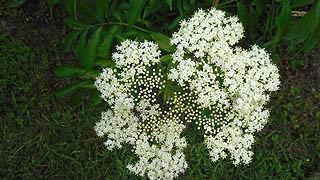  [photo, Queen Anne's Lace  (Daucus carota), Corner Sanctuary, Pocomoke City, Maryland]